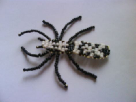 zebrapók pók